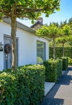 Mooie beukenhagen, Bloeit niet, Halfschaduw, 100 tot 250 cm, Overige soorten