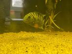Mooie zebra cichlide, Dieren en Toebehoren, Vissen | Aquariumvissen, Vis, Zoetwatervis