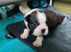 Prachtige Boston terriër puppy’s, Dieren en Toebehoren, Honden | Jack Russells en Terriërs, Overige rassen, CDV (hondenziekte)