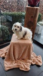 Boomer pups    (  echte kindervriendjes  !!!!!!!!!!!!!!!!!!, Dieren en Toebehoren, Parvo, Maltezer, Nederland, 15 weken tot 1 jaar