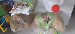 Hamsterkooi plus toebehoren., Dieren en Toebehoren, Knaagdieren, Januari, Geslacht onbekend, Hamster