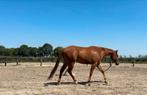AQH ruin 4 jaar, Dieren en Toebehoren, Minder dan 160 cm, Gechipt, Ruin, 3 tot 6 jaar