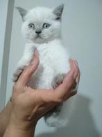 Britse Korthaar Raszuiver/ Bleu Point Kittens!, Dieren en Toebehoren, Katten en Kittens | Raskatten | Korthaar, Ontwormd