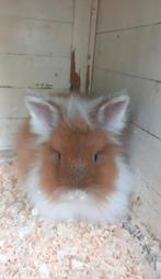 Teddy dwerg konijn, Dieren en Toebehoren, Konijnen, Mannelijk, Dwerg, 0 tot 2 jaar