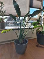 Strelitzia Reginae - Paradijsvogelbloem, Ophalen, Halfschaduw, 100 tot 150 cm