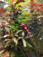 Super Mooie Crystal Red Shrimps / Garnalen, Dieren en Toebehoren, Vissen | Aquaria en Toebehoren, Ophalen, Nieuw