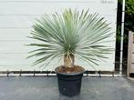 Palmboom - Yucca Rostrata - Stamhoogte 20-30 cm, Tuin en Terras, Planten | Bomen, Ophalen of Verzenden, 100 tot 250 cm, Zomer