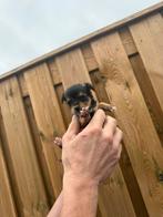 Chihuahua black and tan, Dieren en Toebehoren, Honden | Chihuahua's en Gezelschapshonden, Teef, Eén hond, Chihuahua, Nederland
