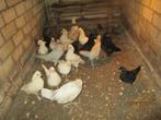 jonge araucana, Dieren en Toebehoren, Pluimvee, Mannelijk, Kip