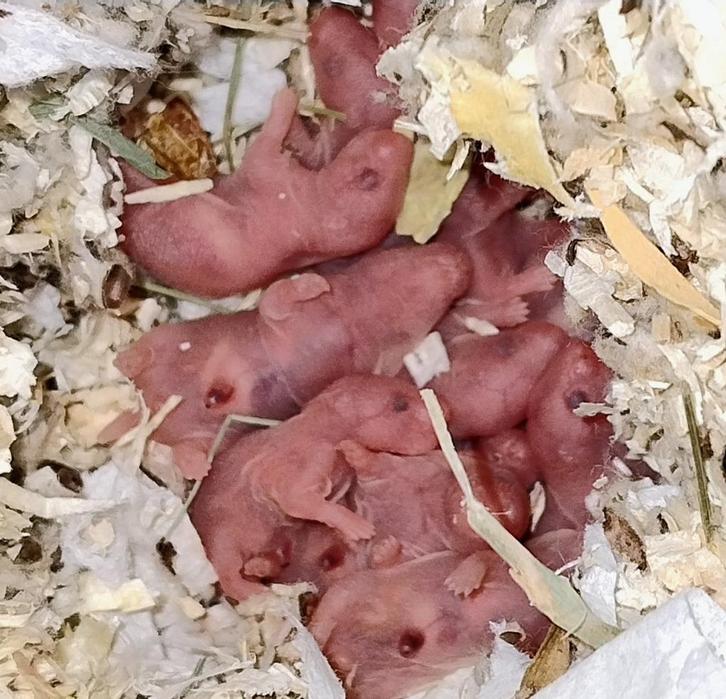 Nestje Syrische-goudhamsters, Dieren en Toebehoren, Knaagdieren, Meerdere dieren, Hamster, Oktober, Tam