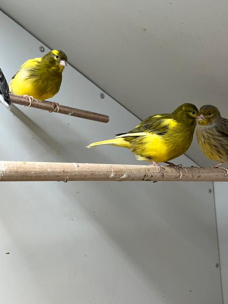 Diverse Postuur kanaries, Dieren en Toebehoren, Vogels | Kanaries, Postuurkanarie, Meerdere dieren