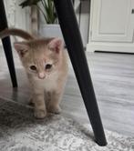 Kitten 4 maanden, Kater, Kortharig, 0 tot 2 jaar