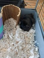 unneutered male Guinea pig looking for new home, Dieren en Toebehoren, Knaagdieren, September, Mannelijk, Cavia