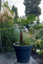 Palmboom Trachycarpus 1.20 hoog incl pot, Tuin en Terras, Planten | Bomen, Ophalen