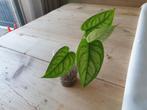 Monstera Siltepecana El Salvador grote stek geworteld plant, Ophalen of Verzenden, Overige soorten, Minder dan 100 cm