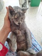 Blind poesje (cyprus) 8 mnd oud zoekt fijn thuis, Dieren en Toebehoren, Katten en Kittens | Overige Katten, Poes