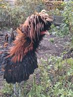 Pandua kriel kippen div, Vrouwelijk, Kip