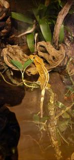 Jonge Wimpergekko's, Dieren en Toebehoren, Hagedis, 0 tot 2 jaar