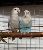 Agapornis roceicollis, Dieren en Toebehoren, Vogels | Parkieten en Papegaaien, Meerdere dieren, Dwergpapegaai of Agapornis, Geringd