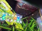 Verschillende soorten garnalen, Dieren en Toebehoren, Vissen | Aquariumvissen, Kreeft, Krab of Garnaal