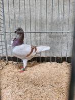 Vele italiaanse meeuwen, Dieren en Toebehoren, Meerdere dieren, Overige soorten