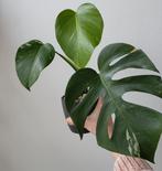 Monstera borsigiana variegata, Huis en Inrichting, Kamerplanten, Ophalen of Verzenden, Overige soorten, Minder dan 100 cm