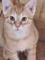 Prachtig rood getekend kitten. Katertje te koop., Dieren en Toebehoren, Katten en Kittens | Overige Katten, Kater, Kortharig, 0 tot 2 jaar