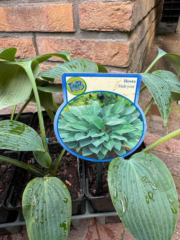 Hosta 'Halcyon' (E. Smith/BHHS, 1988) (P9 pot - €3 p.st.), Tuin en Terras, Planten | Tuinplanten, Vaste plant, Bodembedekkers