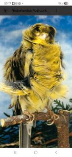 Parijse frise. Zoek ik postuur kanarie, Dieren en Toebehoren, Vogels | Kanaries, Vrouwelijk, Kleurkanarie