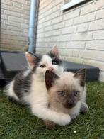 Twee broertjes te koop siamees / maincoon, Dieren en Toebehoren, Katten en Kittens | Raskatten | Langhaar, Kater, Ontwormd