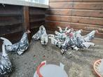 Hollandse hoen, Dieren en Toebehoren, Mannelijk, Kip