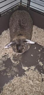 RAM OPZOEK NAAR HUISJE, Dieren en Toebehoren, Knaagdieren, Overige typen, Voor 1 juli 2024