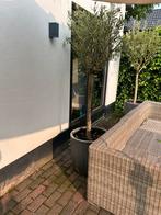 Olijfboom met pot, Steen, Minder dan 60 cm, Rond, Ophalen of Verzenden