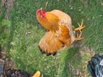 Wyandotte hanen, Dieren en Toebehoren, Pluimvee, Mannelijk, Kip
