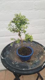 Bonsai Lonicera nitida tuigai, Ophalen, Vaste plant, Overige soorten, Halfschaduw