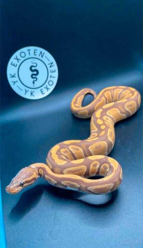 Koningspython Ultramel 100% het piebald dame! Ball Python - female for sale from Yordi