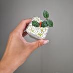 Hoya Mathilde, Overige soorten, Minder dan 100 cm, Bloeiende kamerplant, Halfschaduw