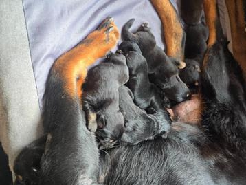 Rottweiler x husky pups  beschikbaar voor biedingen