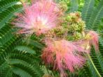 Albizia julibrissin ‘Rosea’ - Perzische slaapboom, Tuin en Terras, Overige soorten, Ophalen