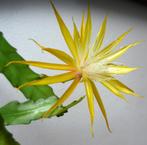 cactus - Epiphyllum Fruhlingsgold, Huis en Inrichting, Kamerplanten, Ophalen of Verzenden, Cactus, Volle zon, Minder dan 100 cm