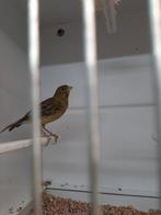 Timbrado man, Dieren en Toebehoren, Mannelijk, Zangkanarie