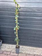 Hedera hibernica klimop 100-125cm - Groene klimplant, Ophalen of Verzenden, Bloeit niet, Klimplanten, Halfschaduw