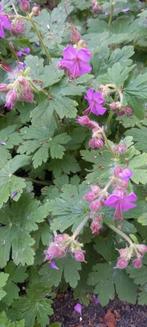 Vaste planten in pot, Ophalen, Zomer, Overige soorten, Volle zon