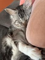 NIET TE KOOP/NOT FOR SALE | Dekkater Maine coon, Dieren en Toebehoren