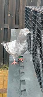 Duif, Dieren en Toebehoren, Mannelijk, Kropper