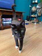 Kat - sparky, Kater, Gechipt, 3 tot 5 jaar