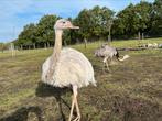 Nandoe koppel hen/haan, Dieren en Toebehoren, Meerdere dieren, Overige soorten