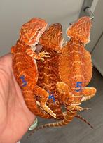 Super Rode Baardagamen jonkies(alleen nr 3 nog), Dieren en Toebehoren, Reptielen en Amfibieën, Hagedis