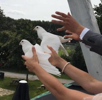 Bruidsduiven,  postduiven,  witte duiven  beschikbaar voor biedingen