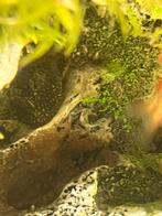 Jonge bristlenose pleco, Dieren en Toebehoren, Vis